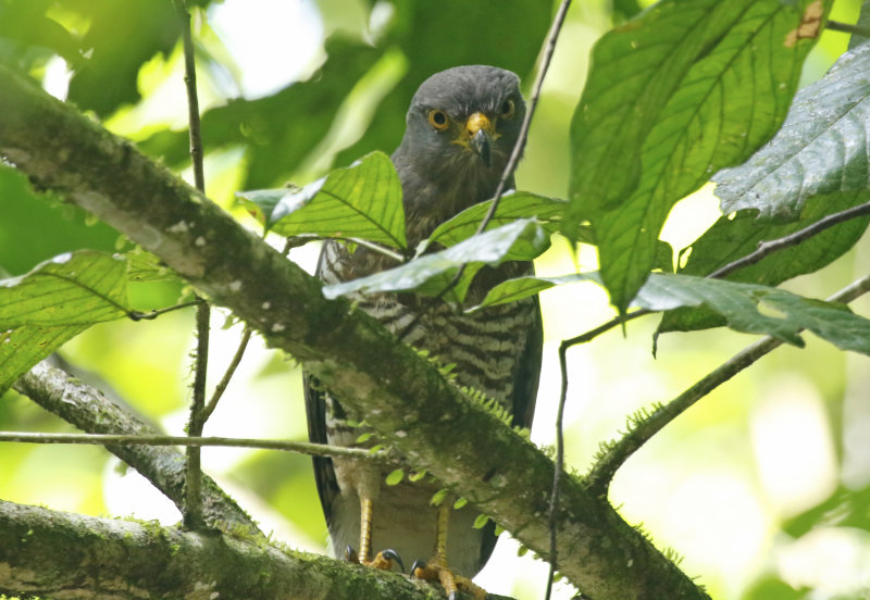 Roadside Hawk (Rupornis magnirostris) RN Cañon del Río Claro, Antioquia, Colombia