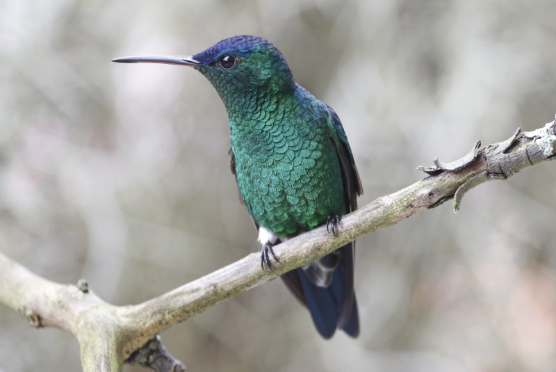 Indigo-capped Hummingbird (Saucerottia cyanifrons) Jardin Encantado, Cundinamarca, Colombia