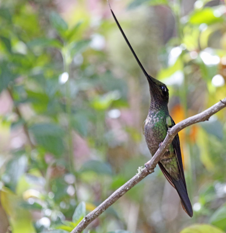 Sword-billed Hummingbird (Ensifera ensifera) Observatorio de Colibries, Cundinamarca, Colombia