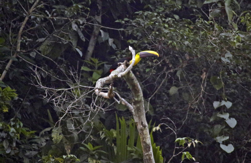 Yellow-throated Toucan ssp abbreviatus (Ramphastos ambiguus abbreviatus) RN Cañon del Río Claro, Antioquia, Colombia