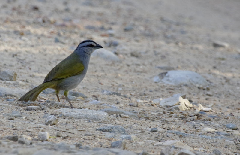 Black-striped Sparrow (Arremonops conirostris)