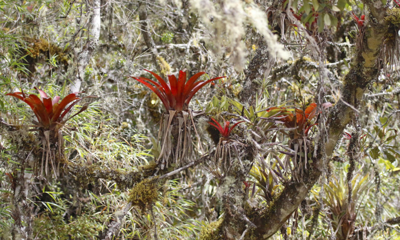 Reserva Bosque Guajira - Cundinamarca - Colombia