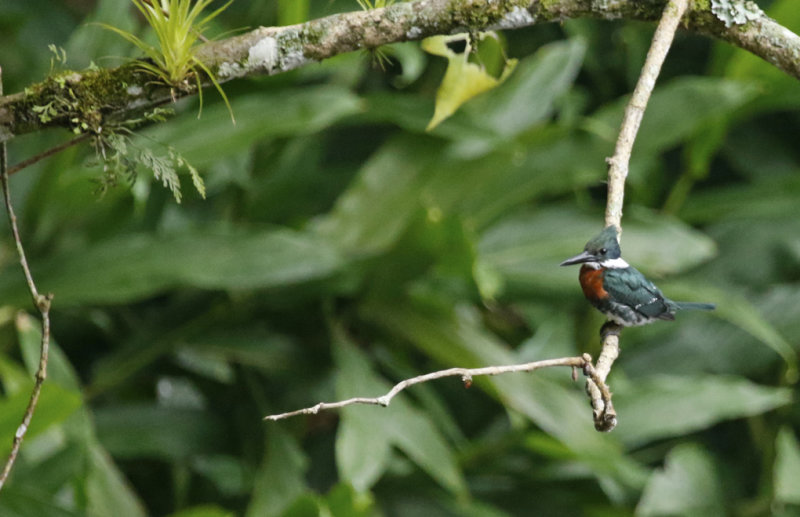 Green Kingfisher (Chloroceryle americana) Laguna El Tabacal, Cundinamarca, Colombia