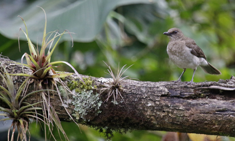 Black-billed Thrush (Turdus ignobilis) Ukuku Rural Lodge, Tolima, Colombia