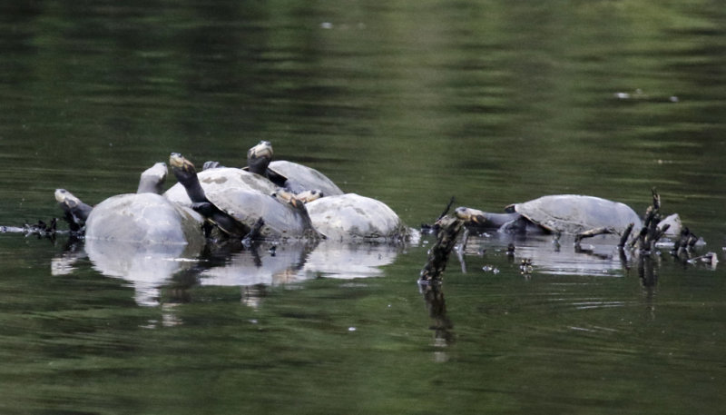 Yellow-spotted River Turtle (Podocnemis unifilis) Laguna El Tabacal, Cundinamarca, Colombia