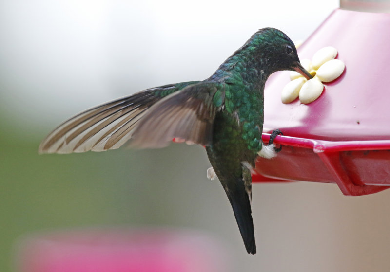 Steely-vented Hummingbird (Saucerottia saucerottei) Jardin Encantado, Cundinamarca, Colombia