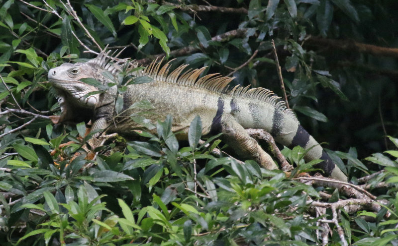 Iguanidae - Iguanas
