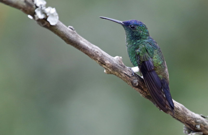 Indigo-capped Hummingbird (Saucerottia cyanifrons) Jardin Encantado, Cundinamarca, Colombia