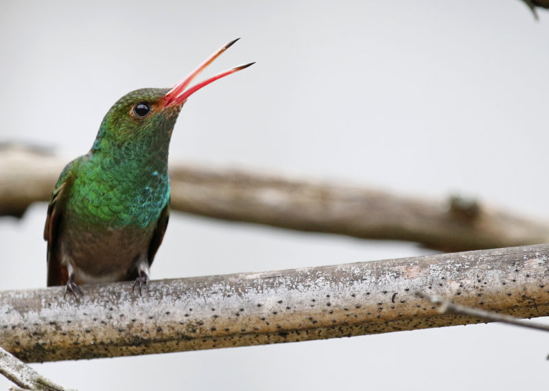 Rufous-tailed Hummingbird (Amazilia tzacatl fuscicaudata) Jardin Encantado, Cundinamarca, Colombia