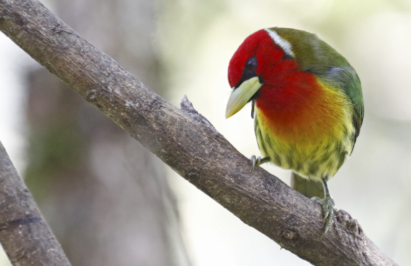 Costa Rica Birding Trip 2022