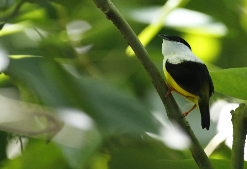 White-collared Manakin (Manacus candei) Hotel Ara ambigua - Heredia, Costa Rica