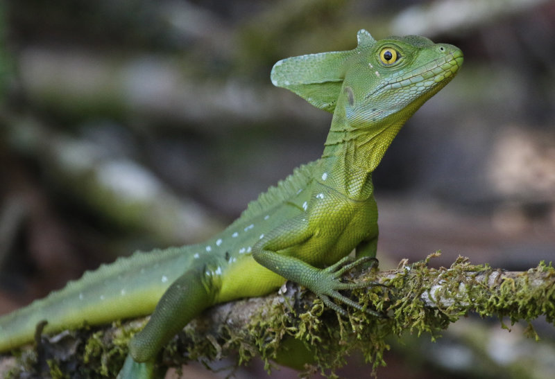 Green Basilisk (Basiliscus plumifrons) Hotel Ara ambigua - Heredia, Costa Rica