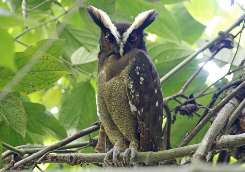 Strigiformes: Strigidae - Typical Owls