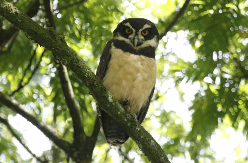 Spectacled Owl (Pulsatrix perspicillata) Donde Cope, La Unión de Guápiles, Limón, Costa Rica