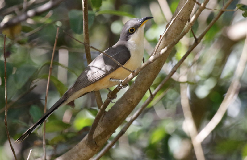 Mangrove Cuckoo (Coccyzus minor) Tárcoles Mangroves, Puntarenas, Costa Rica