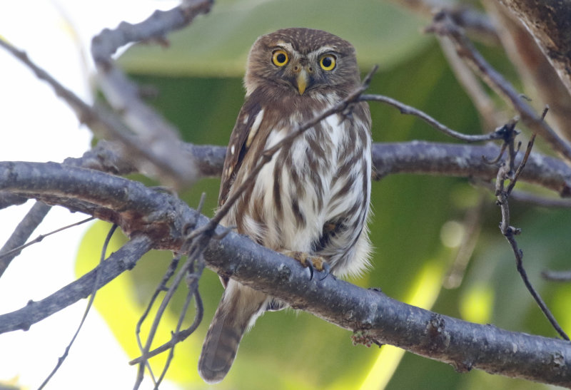 Ferruginous Pygmy-Owl (Glaucidium brasilianum) Hotel Bougainvillea, Heredia, Costa Rica