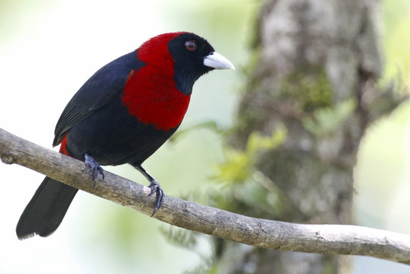 Crimson-collared Tanager (Ramphocelus sanguinolent)