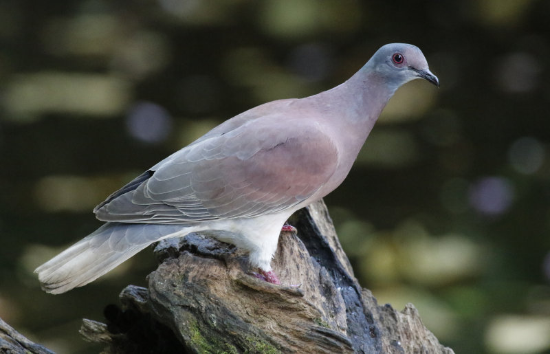 Pale-vented Pigeon (Patagioenas cayennensis)