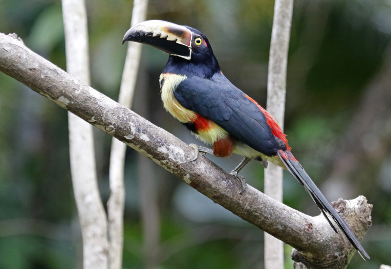 Collared Aracari (Pteroglossus torquatus) Hotel Ara ambigua, Heredia, Costa Rica