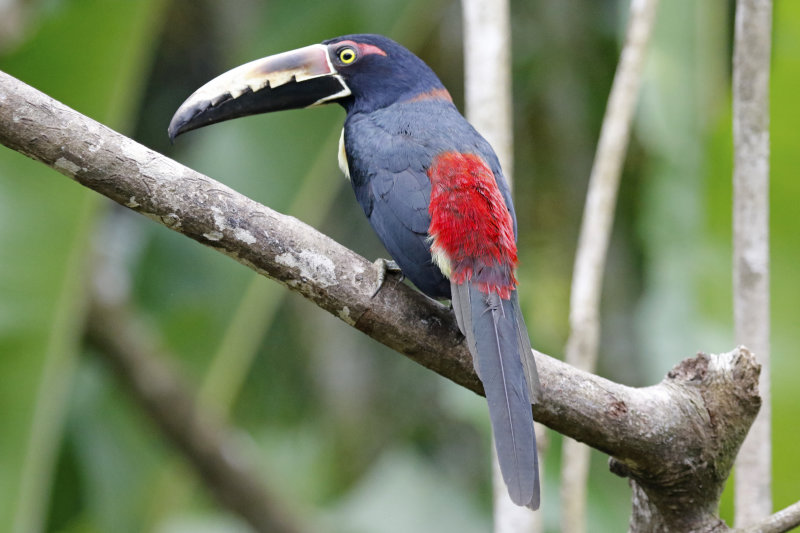 Collared Aracari (Pteroglossus torquatus) Hotel Ara ambigua, Heredia, Costa Rica