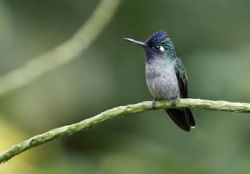 Violet-headed Hummingbird (Klais guimeti)