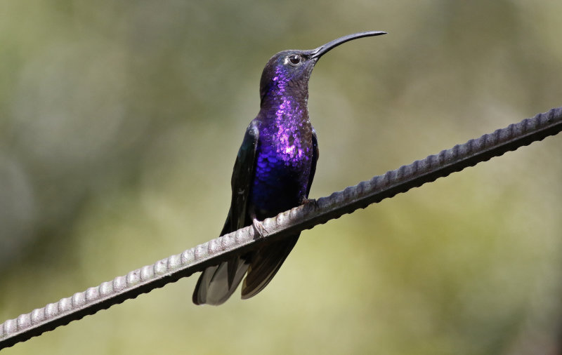 Violet Sabrewing (Campylopterus hemileucurus mellitus) Bosque de Paz, Alajuela, Costa Rica