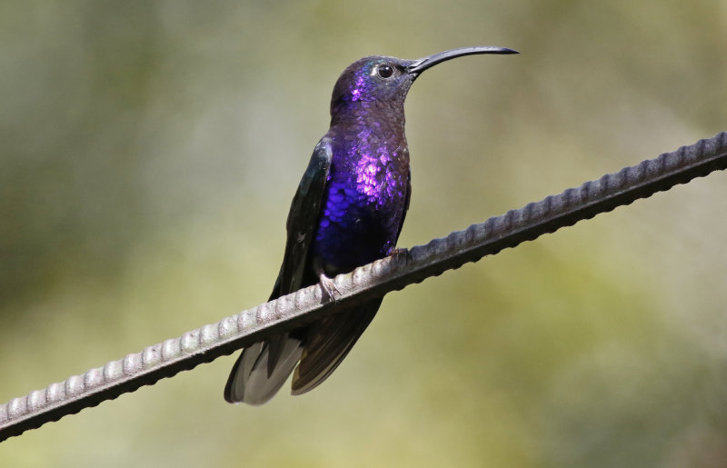 Violet Sabrewing (Campylopterus hemileucurus) Bosque de Paz, Alajuela, Costa Rica