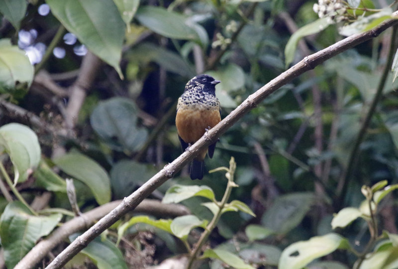 Spangle-cheeked Tanager (Tangara dowii)