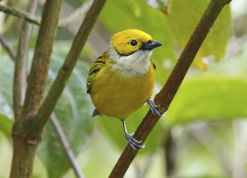 Silver-throated Tanager (Tangara icterocephala) Bosque de Paz, Alajuela, Costa Rica