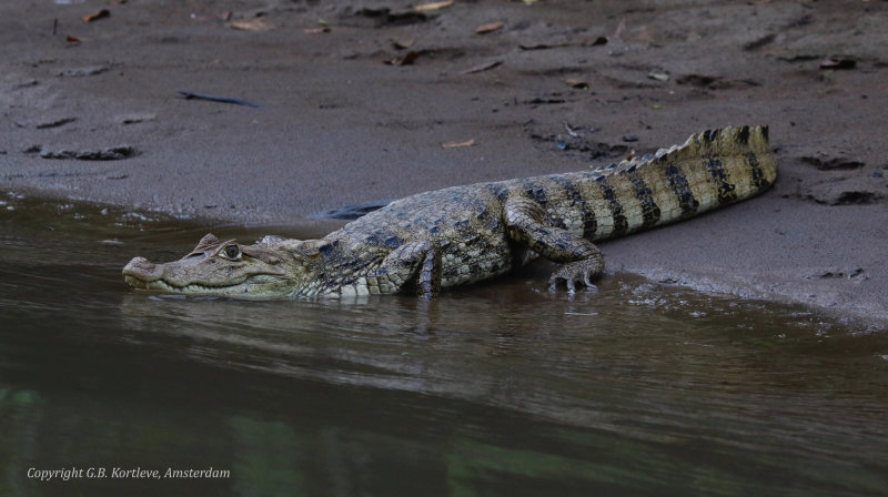 Spectacled Caiman (Caiman crocodilus) Refugio mixto Caño Negro, Alajuela, Costa Rica