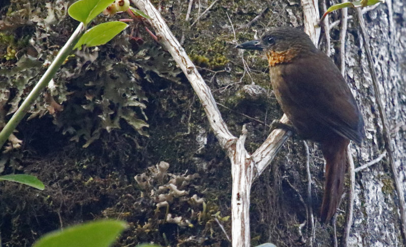 Streak-breasted Treehunter (Thripadectes rufobrunneus) Savegre Valley, Vuelta del Gato, San José, Costa Rica