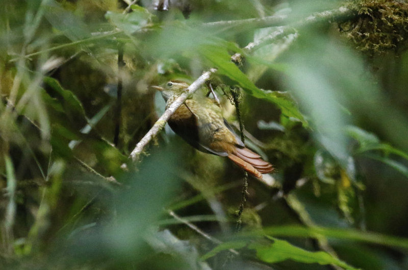 Ruddy Treerunner (Margarornis rubiginosus) Savegre Mountain Lodge, Primary forest trails, San José, Costa Rica