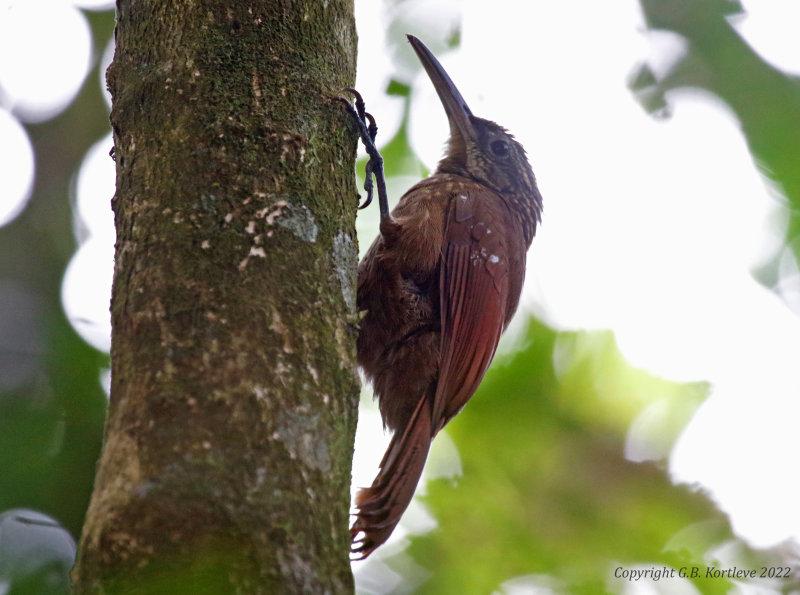 Cocoa Woodcreeper (Xiphorhynchus susurrans costaricensis) Caño Negro, Alajuela, Costa Rica
