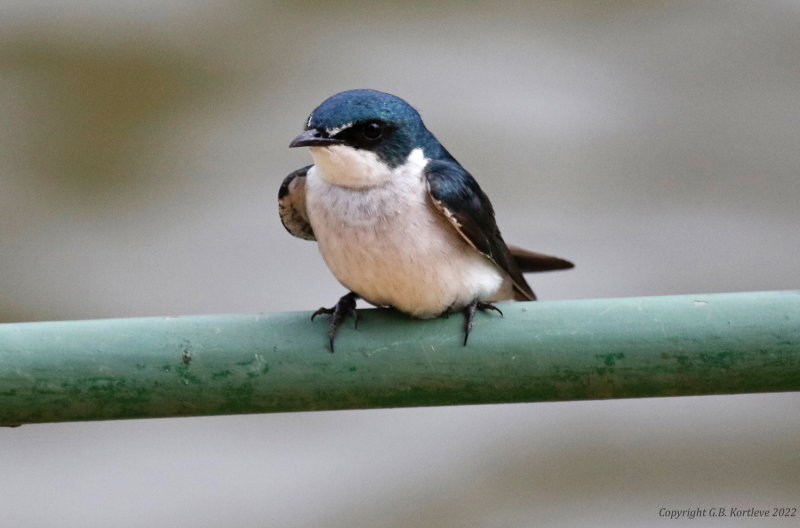 Mangrove Swallow (Tachycineta albilinea)