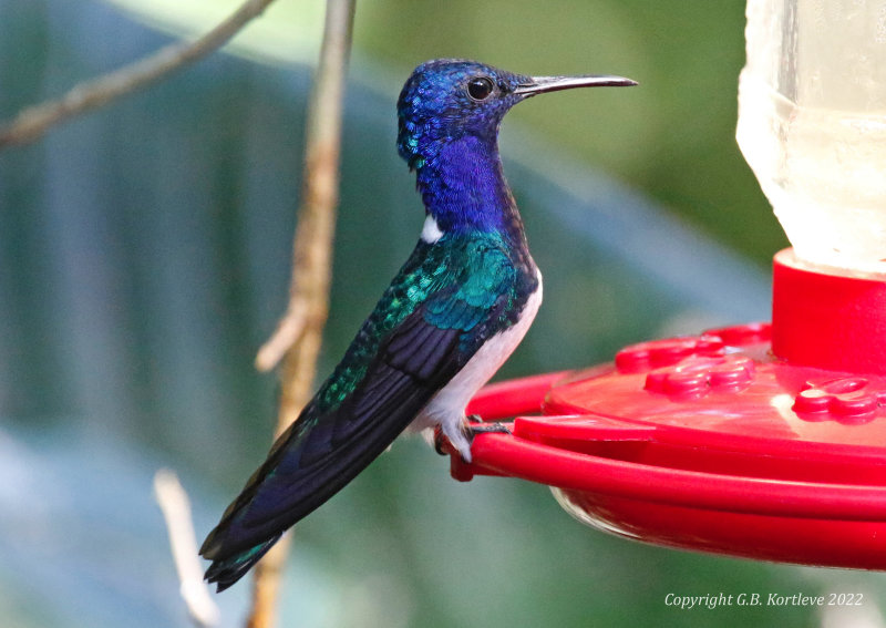 White-necked Jacobin (Florisuga mellivora) Donde Cope, La Unión de Guápiles, Limón, Costa Rica