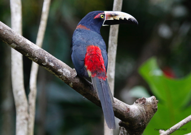 Collared Aracari (Pteroglossus torquatus) Hotel Ara ambigua, Heredia, Costa Rica