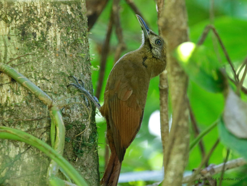 Plain-brown Woodcreeper (Dendrocincla fuliginosa ridgwayi) La Selva OTS Reserve, Heredia, Costa Rica