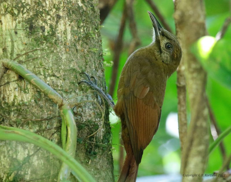Plain-brown Woodcreeper (Dendrocincla fuliginosa ridgwayi) La Selva OTS Reserve, Heredia, Costa Rica