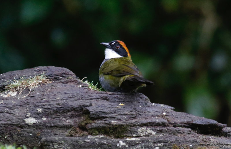 Chestnut-capped Brushfinch (Arremon brunneinucha elsae) Bosque de Paz, Alajuela, Costa Rica
