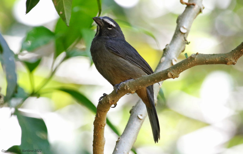 Cinnamon-bellied Saltator (Saltator grandis) Hotel Bougainvillea, Heredia, Costa Rica