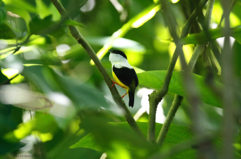 White-collared Manakin (Manacus candei) Hotel Ara ambigua, Heredia, Costa Rica