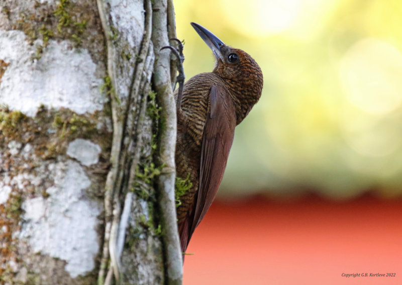Northern Barred-Woodcreeper (Dendrocolaptes sanctithomae) Hotel Ara ambigua, Heredia, Costa Rica