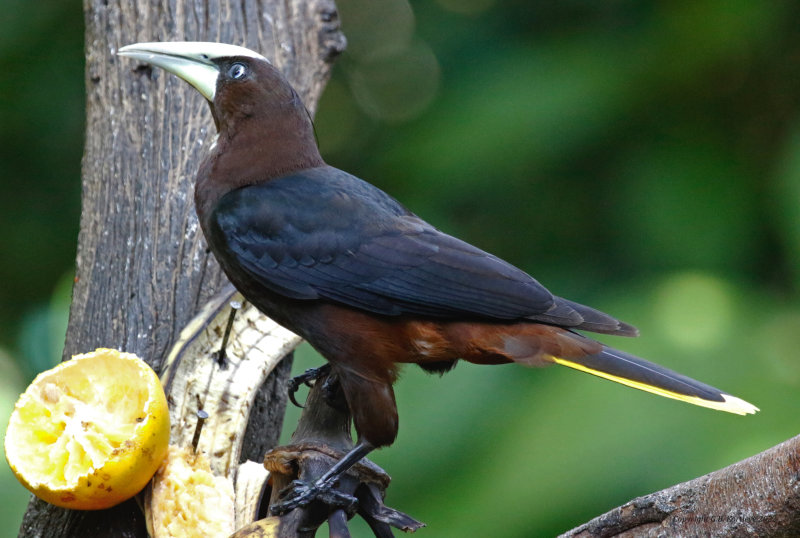Chestnut-headed Oropendola (Psarocolius wagleri) Donde Cope, La Unión de Guápiles, Limón, Costa Rica