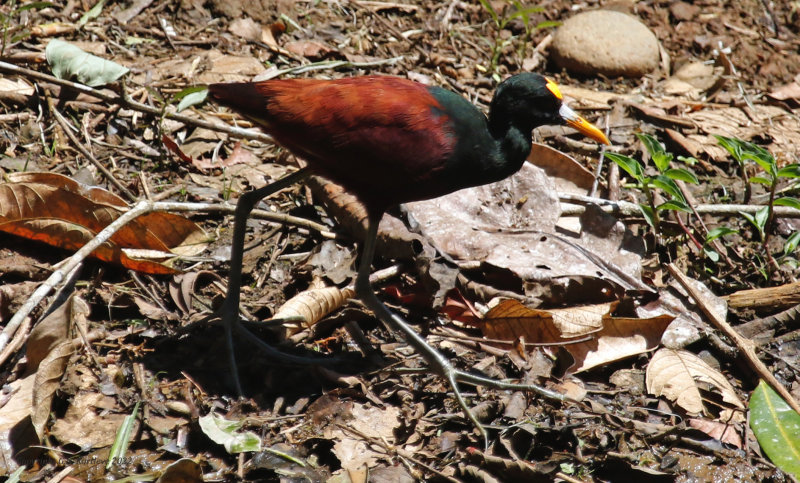 Northern Jacana (Jacana spinosa) Hotel Ara ambigua, Heredia, Costa Rica