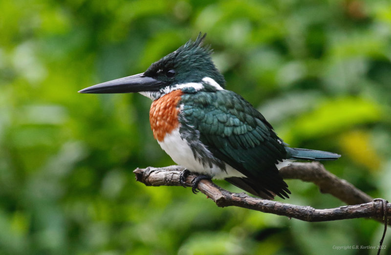 Amazon Kingfisher (Chloroceryle amazona) Refugio mixto Caño Negro, Alajuela, Costa Rica