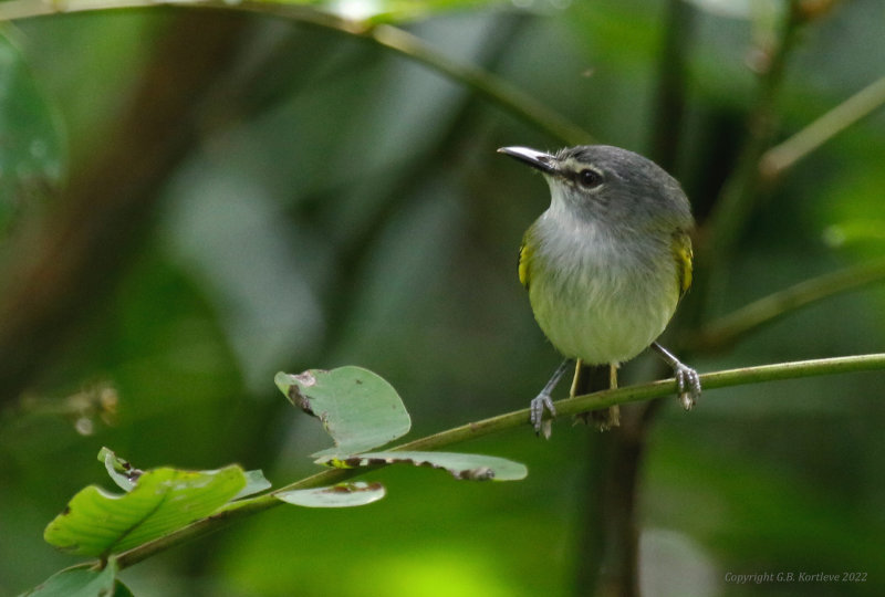Slate-headed Tody-Flycatcher (Poecilotriccus sylvia) Refugio mixto Caño Negro, Alajuela, Costa Rica