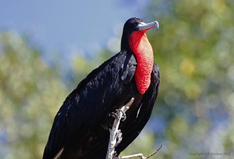 Magnificent Frigatebird (Fregata magnificens rothschildi) Tárcoles River, Puntarenas, Costa Rica