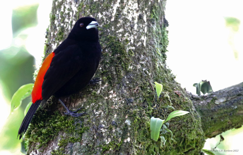 Scarlet-rumped Tanager (Ramphocelus passerinii)