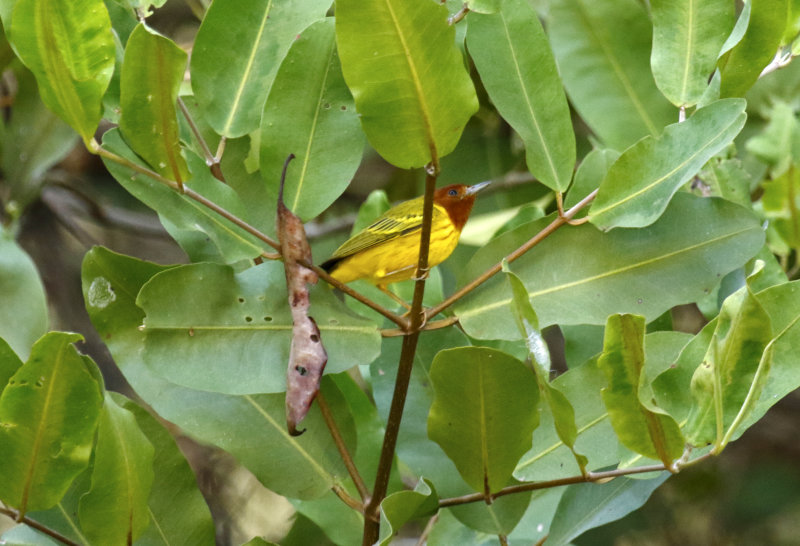 Mangrove Warbler (Setophaga petechia)