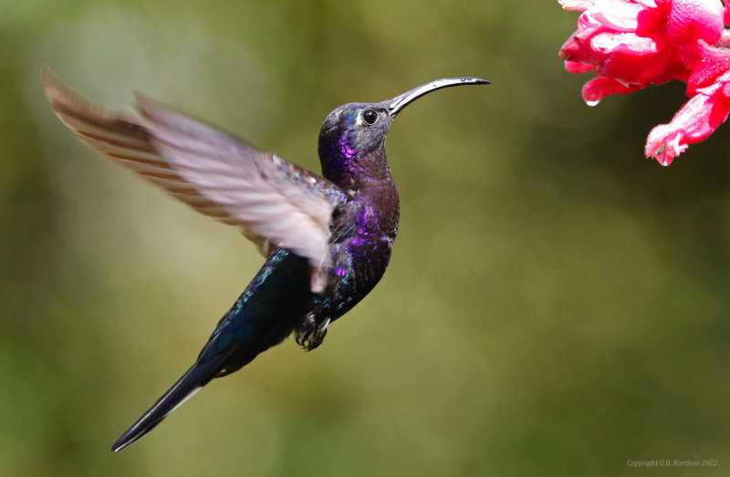 Violet Sabrewing (Campylopterus hemileucurus mellitus) Bosque de Paz, Alajuela, Costa Rica